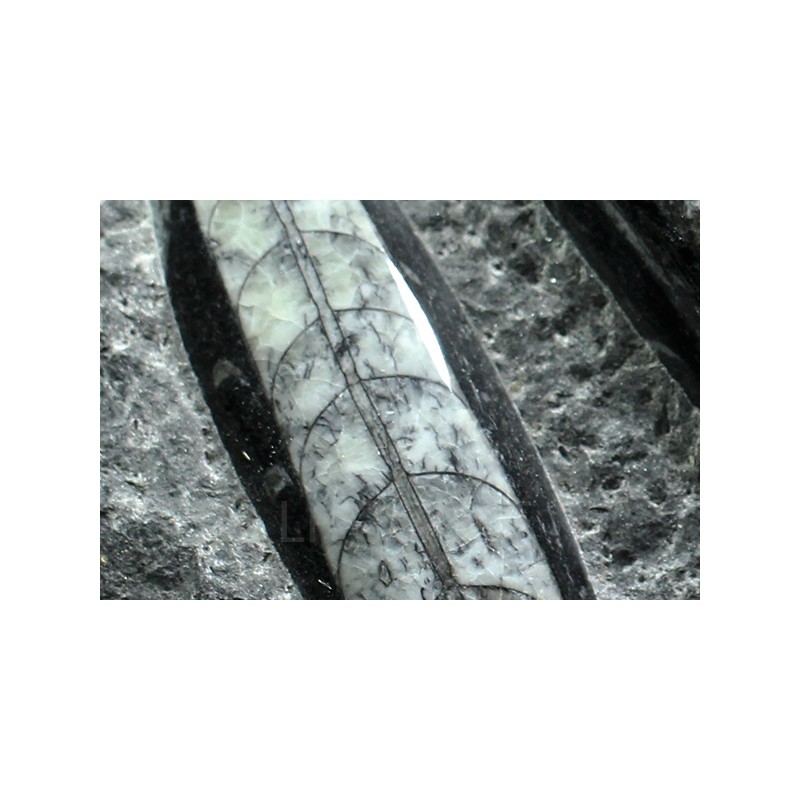 Orthoceras michelinoceras s.p. fosil Orthoceras michelinoceras s.p. fosil