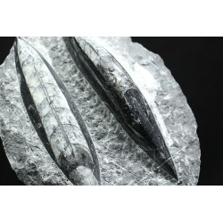 Orthoceras michelinoceras s.p. fosil