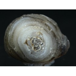 Ágata lemuriana