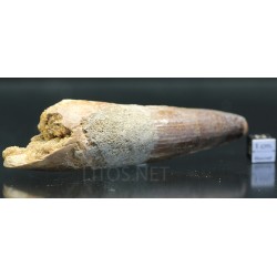 Spinosaurus aegyptiacus diente fosil