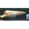 Spinosaurus aegyptiacus diente fosil