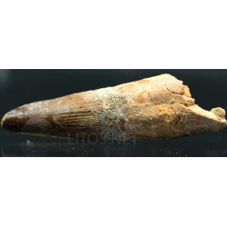 Spinosaurus aegyptiacus diente fosil