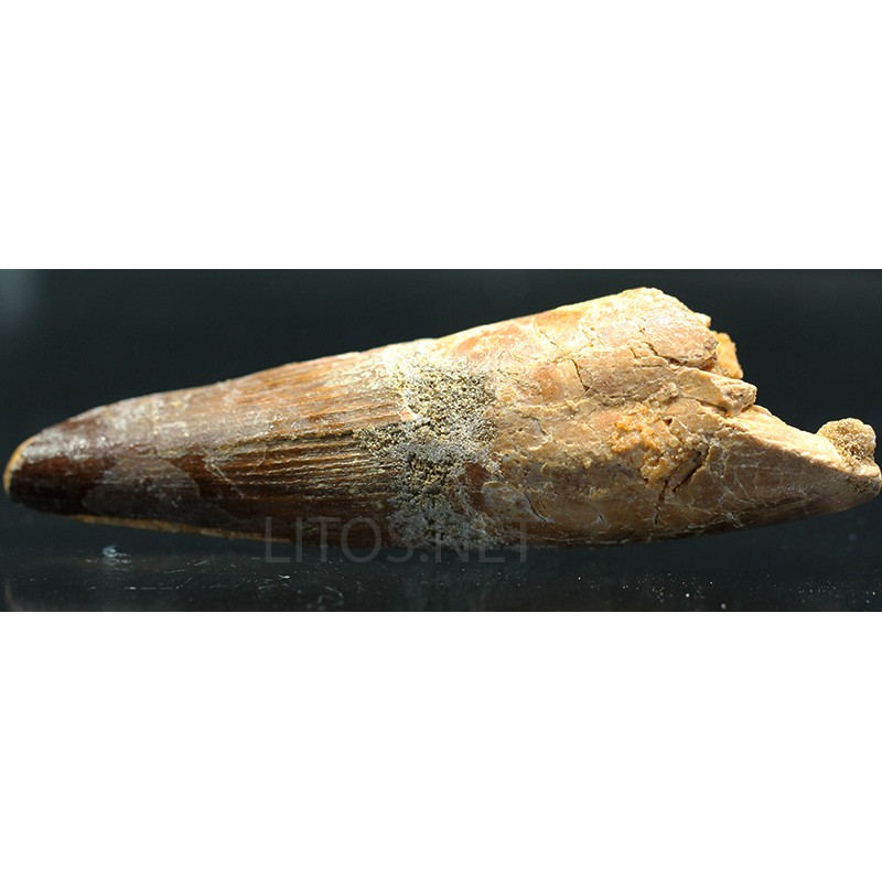 Spinosaurus aegyptiacus diente fosil Spinosaurus aegyptiacus diente fosil