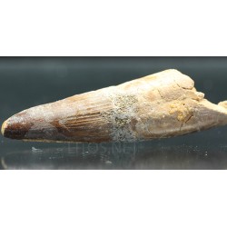 Spinosaurus aegyptiacus diente fosil