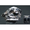 Meteorito Sikhote Alin Rusia