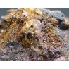 Jarosita mineral de españa  - Litos