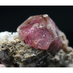 Grosularia rosa