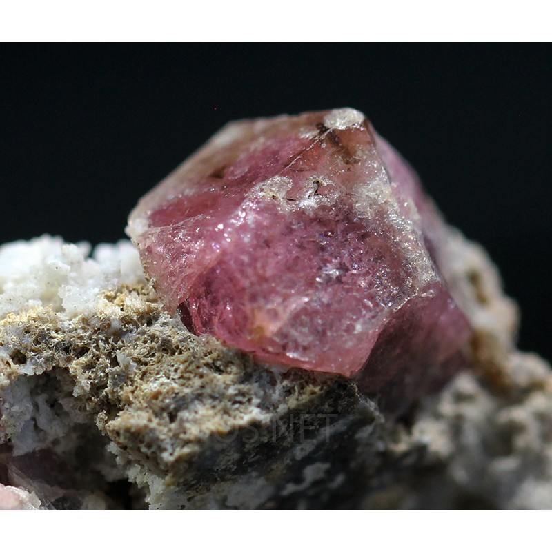 Grosularia rosa