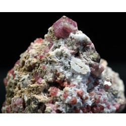 Grosularia rosa