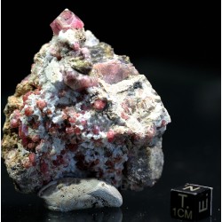 Grosularia rosa