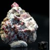 Grosularia rosa