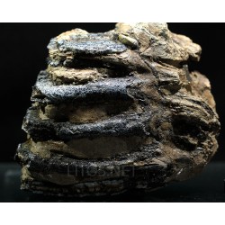 Molar de mamut