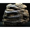Molar de mamut