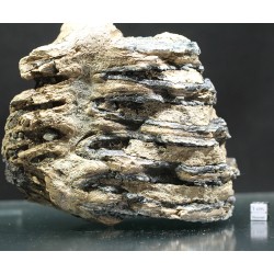 Molar de mamut