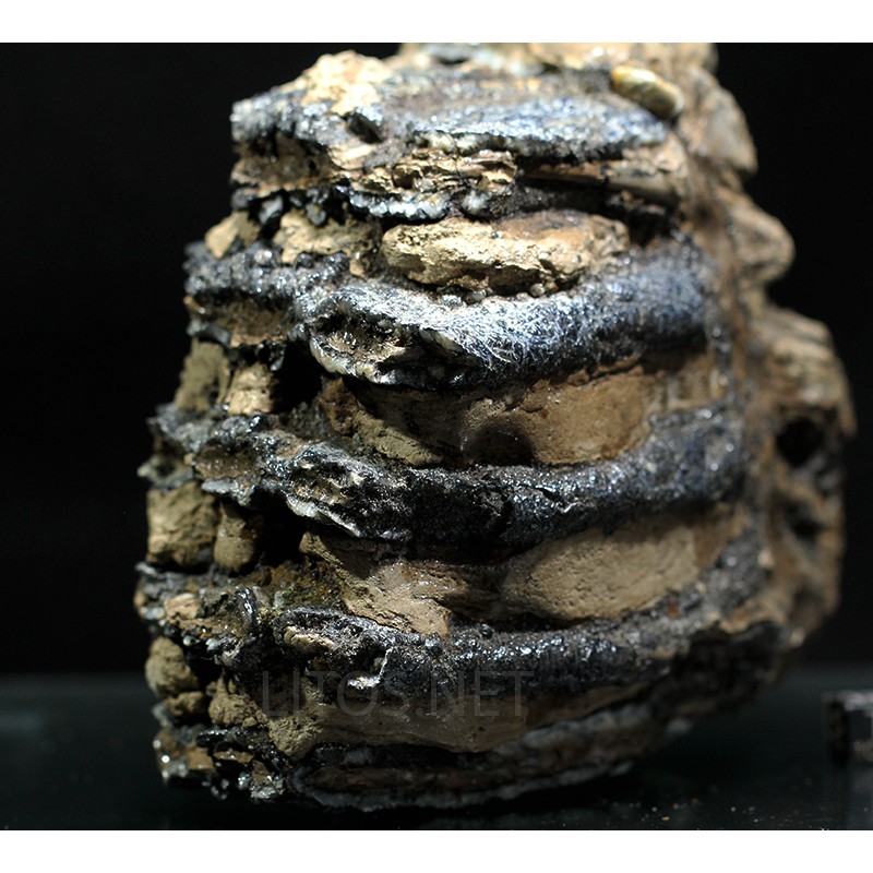 Molar de mamut