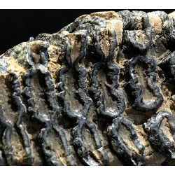 Molar de mamut