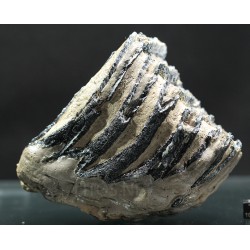 Molar de mamut