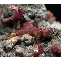 Grosularia rosa