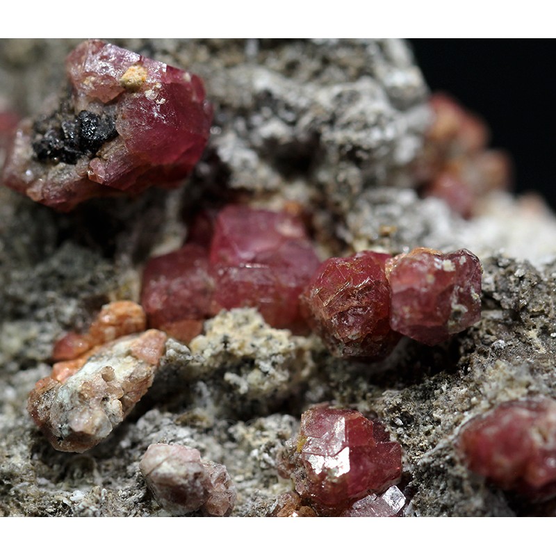 Grosularia rosa