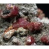 Grosularia rosa