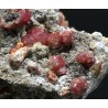 Grosularia rosa