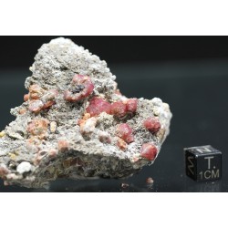 Grosularia rosa