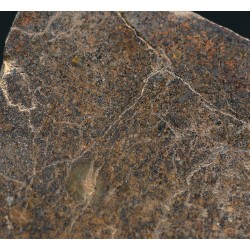 Meteorito condrita NWA