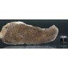 Meteorito NWA