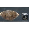 Meteorito condrita NWA