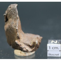 Meteorito Djebel Kamil