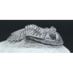 Trilobites hollardops-mesocristatus