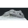 Trilobites hollardops-mesocristatus