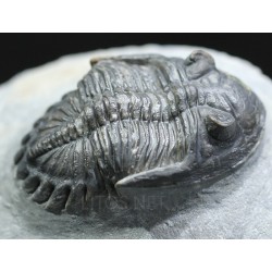 Trilobites hollardops-mesocristatus