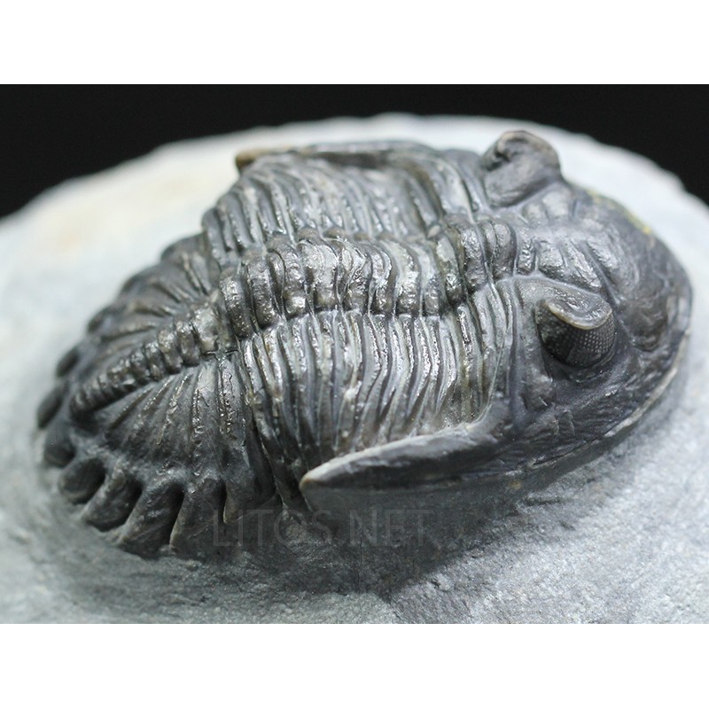 Trilobites hollardops-mesocristatus