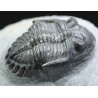 Trilobites hollardops-mesocristatus