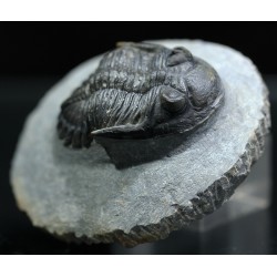 Trilobites hollardops-mesocristatus