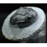 Trilobites hollardops-mesocristatus