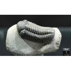 Trilobites morocops ovatus