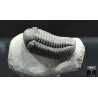 Trilobites morocops ovatus