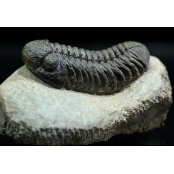 Trilobites morocops ovatus