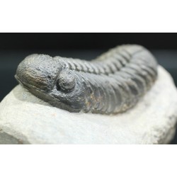Trilobites morocops ovatus