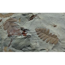 Pecopteris s.p. + neuropteris ovata