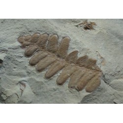 Pecopteris s.p. + neuropteris ovata