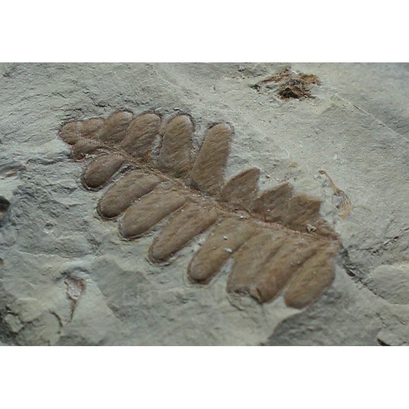 Pecopteris s.p. + neuropteris ovata