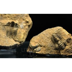 Trilobites Flexicalimene