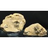 Trilobites Flexicalimene