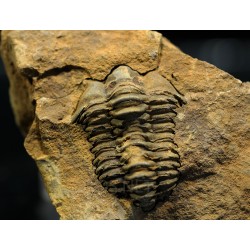 Trilobites Flexicalimene