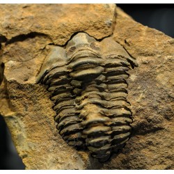 Trilobites Flexicalimene