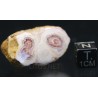 Rodocrosita mineral
