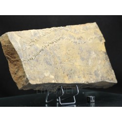 Cruziana